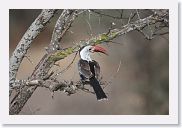 18TarangirePMGameDrive - 36 * Red-billed Hornbill.